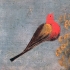 The Birds