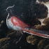 The Birds